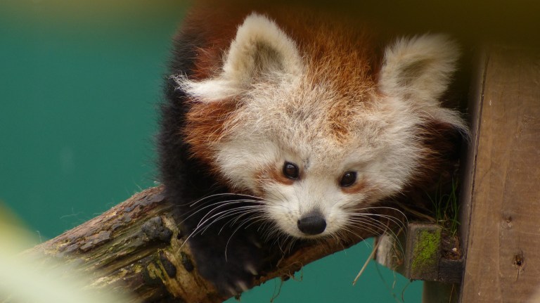 Red Panda (10)
