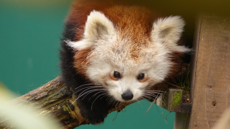 Red Panda (12)