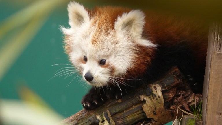 Red Panda (13)