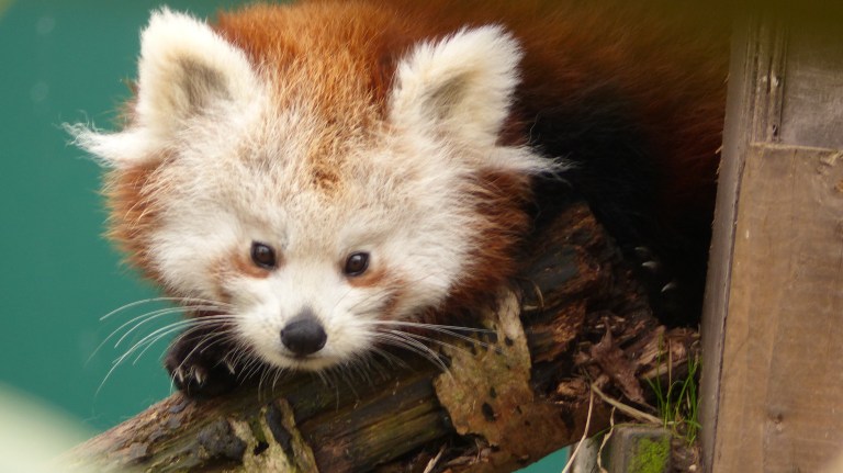Red Panda (14)