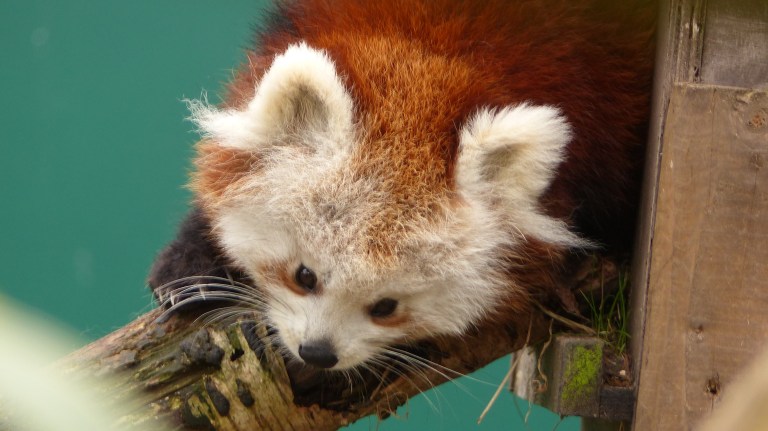 Red Panda (15)