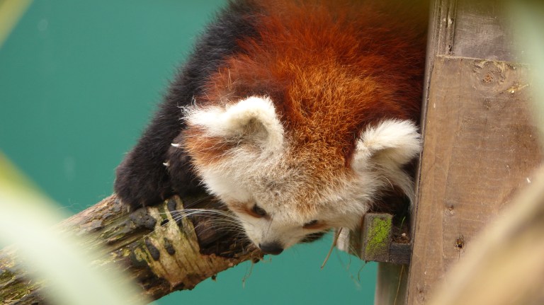 Red Panda (16)