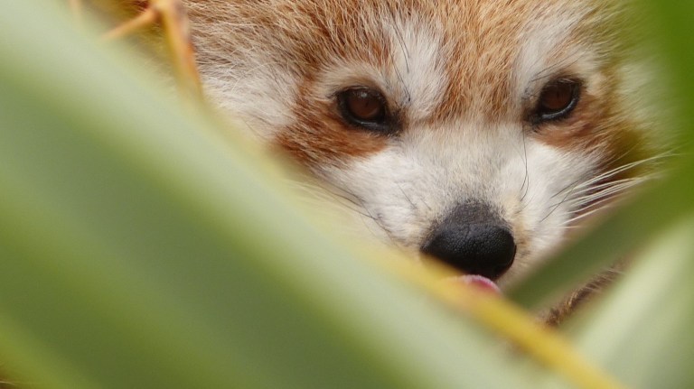 Red Panda (4)