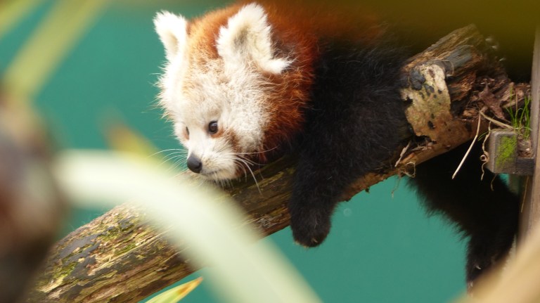 Red Panda (6)
