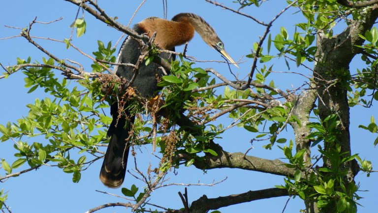 Anhinga - Female (10)