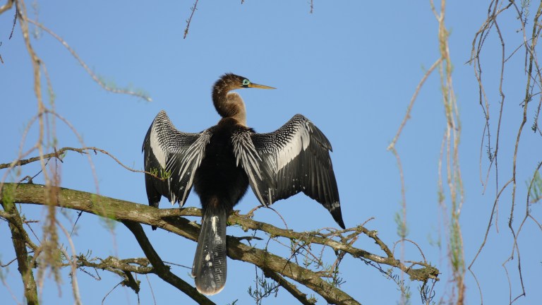 Anhinga - Female (6)