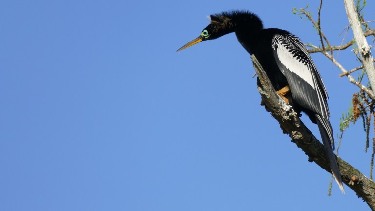 Anhinga - Male. (13)