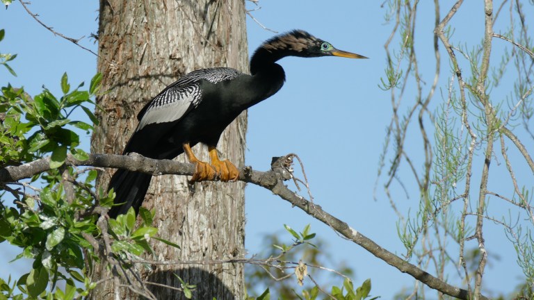 Anhinga - Male.