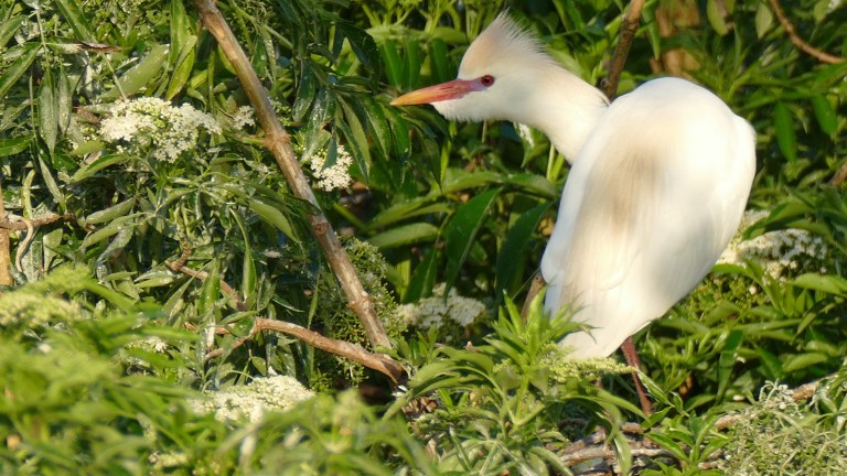 Egret - Cattle Egret