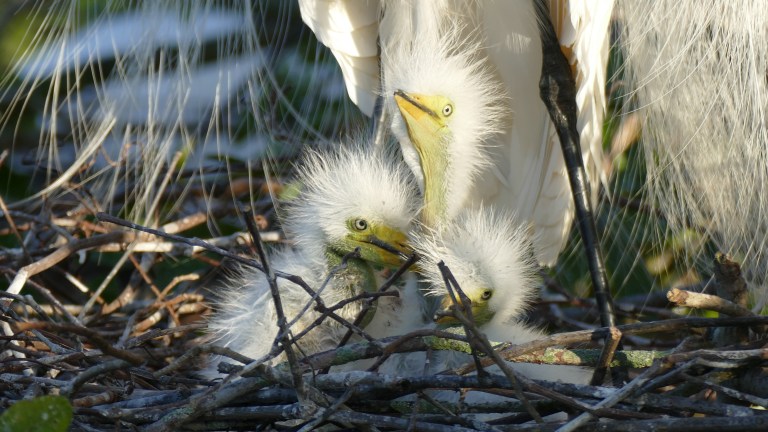 Egret - Great Egret (13)