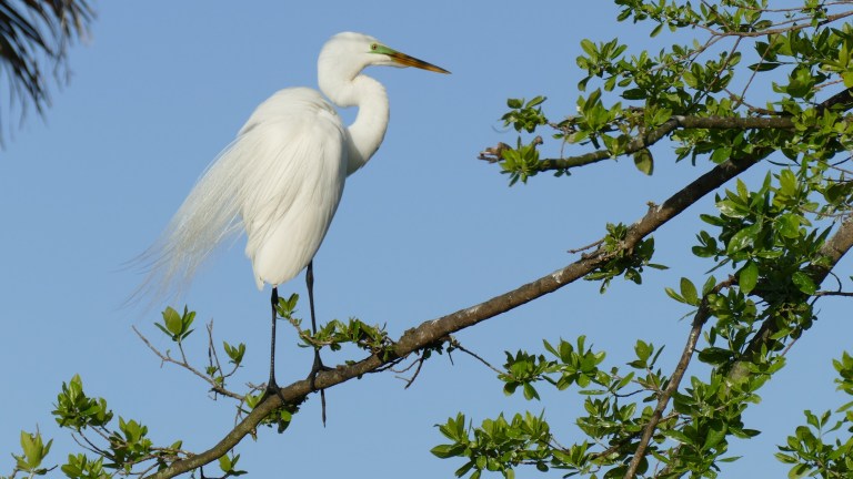 Egret - Great Egret (21)