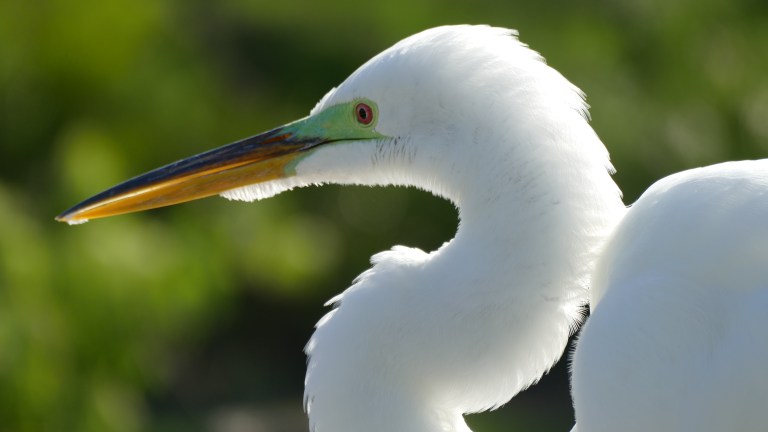 Egret - Great Egret (27)
