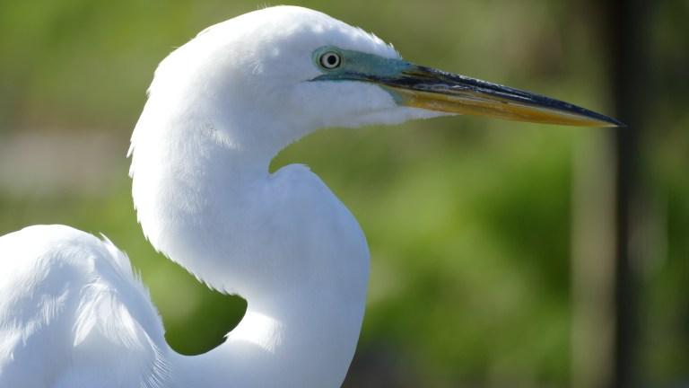 Egret - Great Egret (28)