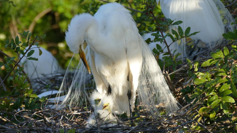 Egret - Great Egret (3)