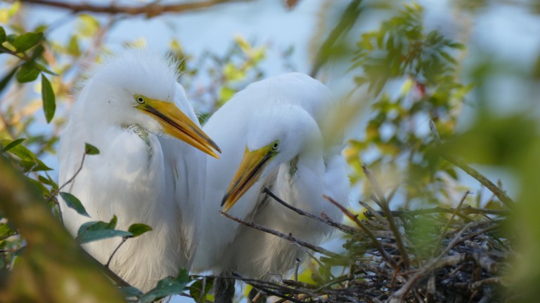 Egret - Great Egret (32)