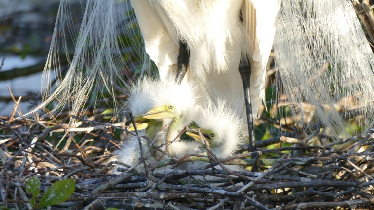 Egret - Great Egret (4)
