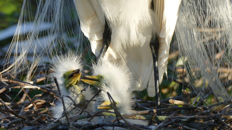 Egret - Great Egret (8)