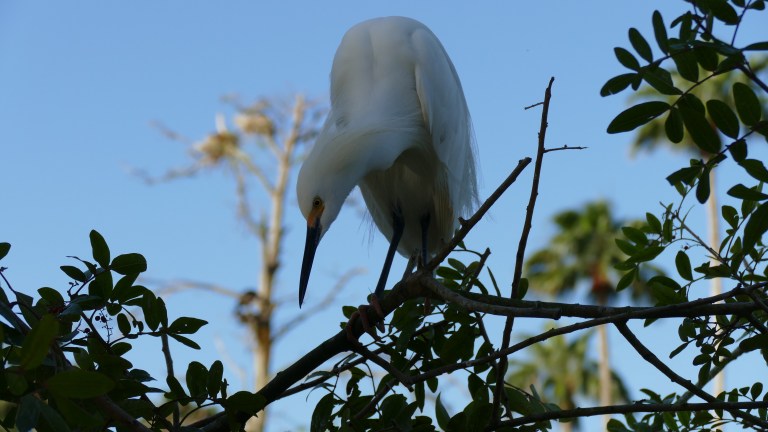Egret - Snowy Egret (10)
