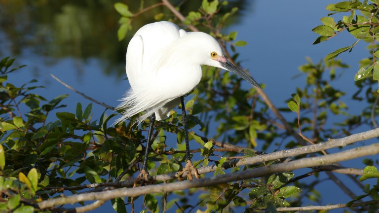 Egret - Snowy Egret (15)