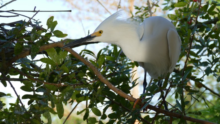 Egret - Snowy Egret (16)
