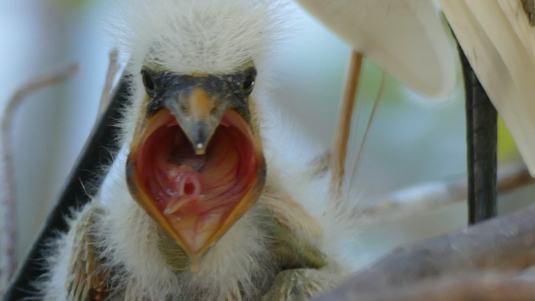 Egret - Snowy Egret (21)