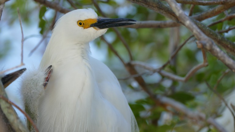 Egret - Snowy Egret (25)