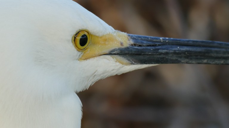 Egret - Snowy Egret (3)