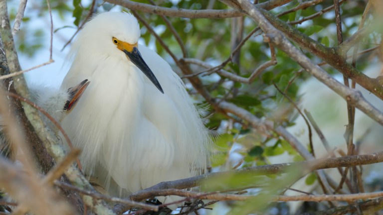 Egret - Snowy Egret (6)