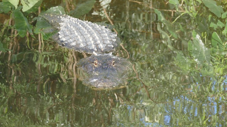 Gator (20)