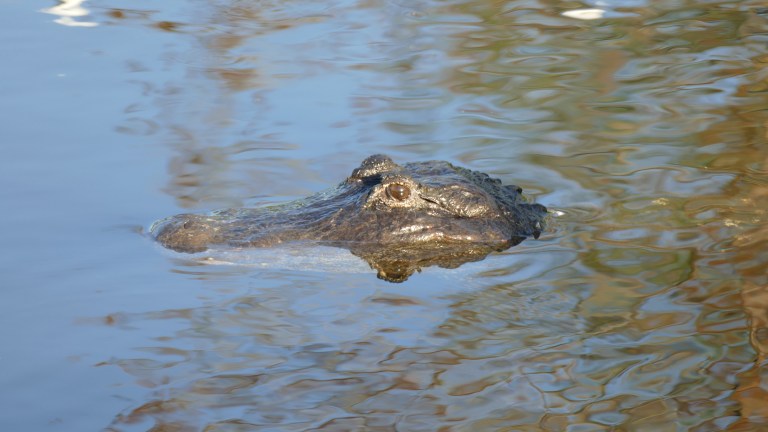Gator (3)