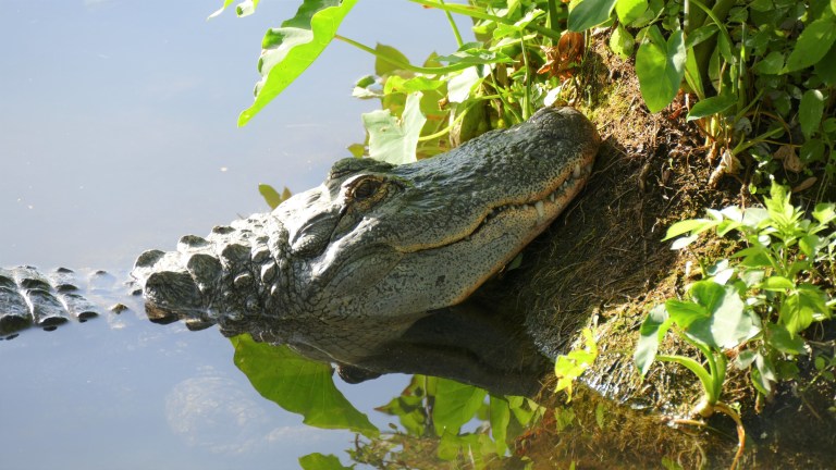 Gator (7)