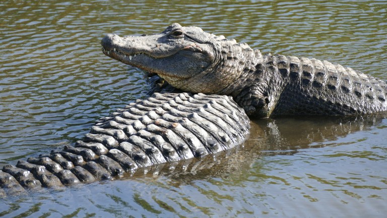 Gator (8)