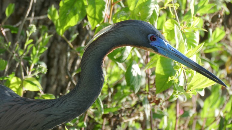 Heron - Little Blue Heron (4)