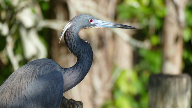 Heron - Little Blue Heron (7)
