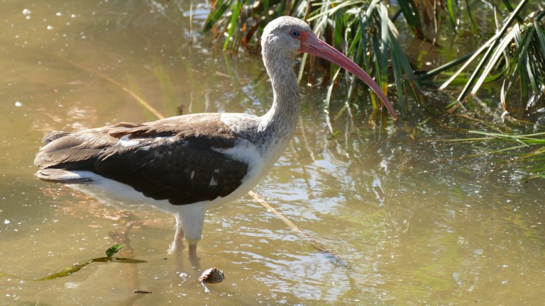 White Ibis - Immature