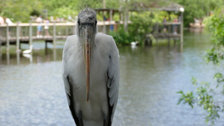 Wood Stork (4)